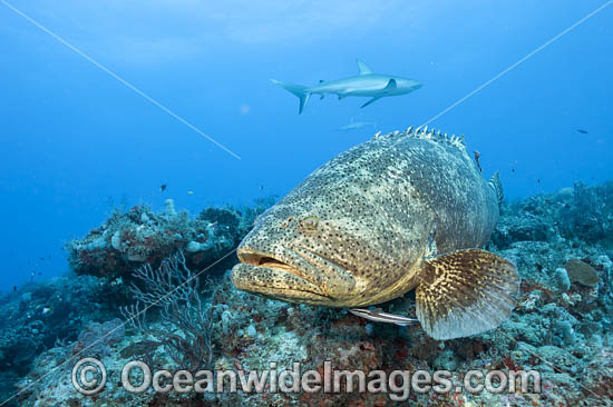 Atlantic Goliath Grouper photo