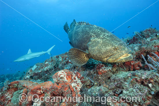 Atlantic Goliath Grouper photo Atlantic Goliath Grouper photo