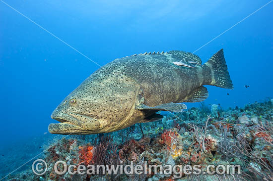 Atlantic Goliath Grouper photo Atlantic Goliath Grouper photo