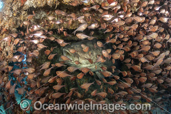 Atlantic Goliath Grouper photo Atlantic Goliath Grouper photo