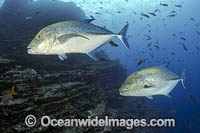 Blue-fin Trevally Photo - Michael Patrick O'Neill
