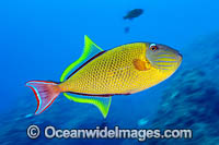 Crosshatch Triggerfish Photo - Michael Patrick O'Neill