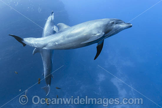 Bottlenose Dolphin photo Bottlenose Dolphin photo