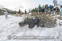 Leatherback Turtle nesting Photo - Michael Patrick O'Neill