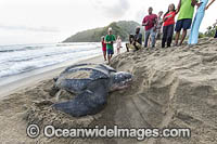 Leatherback Turtle nesting Photo - Michael Patrick O'Neill