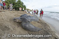 Leatherback Turtle nesting Photo - Michael Patrick O'Neill