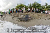 Leatherback Turtle nesting Photo - Michael Patrick O'Neill