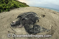 Leatherback Turtle nesting Photo - Michael Patrick O'Neill