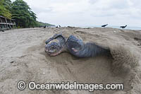 Leatherback Turtle nesting Photo - Michael Patrick O'Neill