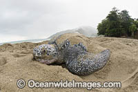 Leatherback Turtle nesting Photo - Michael Patrick O'Neill