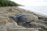 Leatherback Turtle nesting Photo - Michael Patrick O'Neill