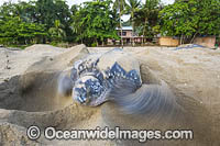 Leatherback Turtle nesting Photo - Michael Patrick O'Neill