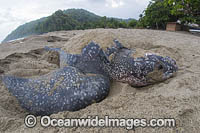Leatherback Turtle nesting Photo - Michael Patrick O'Neill