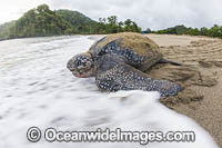 Leatherback Turtle nesting Photo - Michael Patrick O'Neill