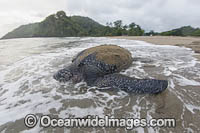 Leatherback Turtle nesting Photo - Michael Patrick O'Neill