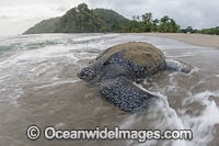 Leatherback Turtle nesting Photo - Michael Patrick O'Neill