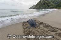 Leatherback Turtle nesting Photo - Michael Patrick O'Neill