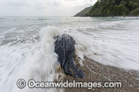 Leatherback Turtle nesting Photo - Michael Patrick O'Neill