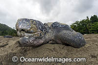 Leatherback Turtle nesting Photo - Michael Patrick O'Neill