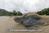 Leatherback Turtle nesting Photo - Michael Patrick O'Neill