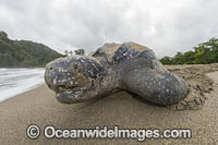 Leatherback Turtle nesting Photo - Michael Patrick O'Neill