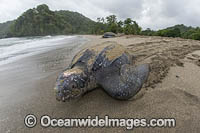 Leatherback Turtle nesting Photo - Michael Patrick O'Neill