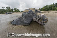 Leatherback Turtle nesting Photo - Michael Patrick O'Neill
