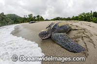 Leatherback Turtle nesting Photo - Michael Patrick O'Neill