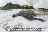 Leatherback Turtle nesting Photo - Michael Patrick O'Neill
