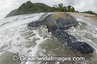 Leatherback Turtle nesting Photo - Michael Patrick O'Neill