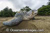 Leatherback Turtle nesting Photo - Michael Patrick O'Neill