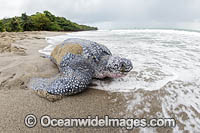 Leatherback Turtle nesting Photo - Michael Patrick O'Neill