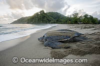 Leatherback Turtle nesting Photo - Michael Patrick O'Neill