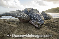 Leatherback Turtle nesting Photo - Michael Patrick O'Neill