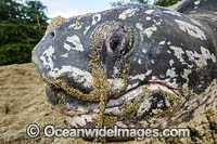 Leatherback Turtle nesting Photo - Michael Patrick O'Neill