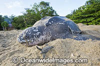 Leatherback Turtle nesting Photo - Michael Patrick O'Neill
