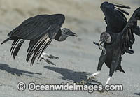 Vultures preying on baby Turtle Photo - Michael Patrick O'Neill