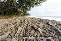 Leatherback Turtle Photo - Michael Patrick O'Neill