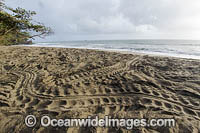 Leatherback Turtle Photo - Michael Patrick O'Neill
