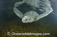 Leatherback Turtle Photo - Michael Patrick O'Neill