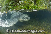 Leatherback Turtle Photo - Michael Patrick O'Neill
