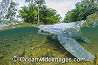 Leatherback Turtle Photo - Michael Patrick O'Neill