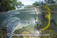 Leatherback Turtle Photo - Michael Patrick O'Neill