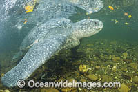 Leatherback Turtle Photo - Michael Patrick O'Neill