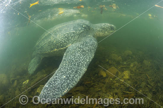Leatherback Turtle photo