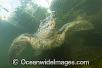 Leatherback Turtle Photo - Michael Patrick O'Neill