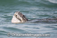 Leatherback Turtle Photo - Michael Patrick O'Neill