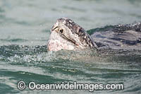 Leatherback Turtle Photo - Michael Patrick O'Neill