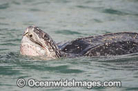 Leatherback Turtle Photo - Michael Patrick O'Neill