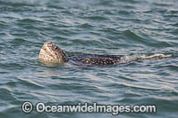Leatherback Turtle Photo - Michael Patrick O'Neill